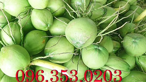 Đại lý dừa xiêm xanh lớn nhất bến tre cung cấp số lượng lớn